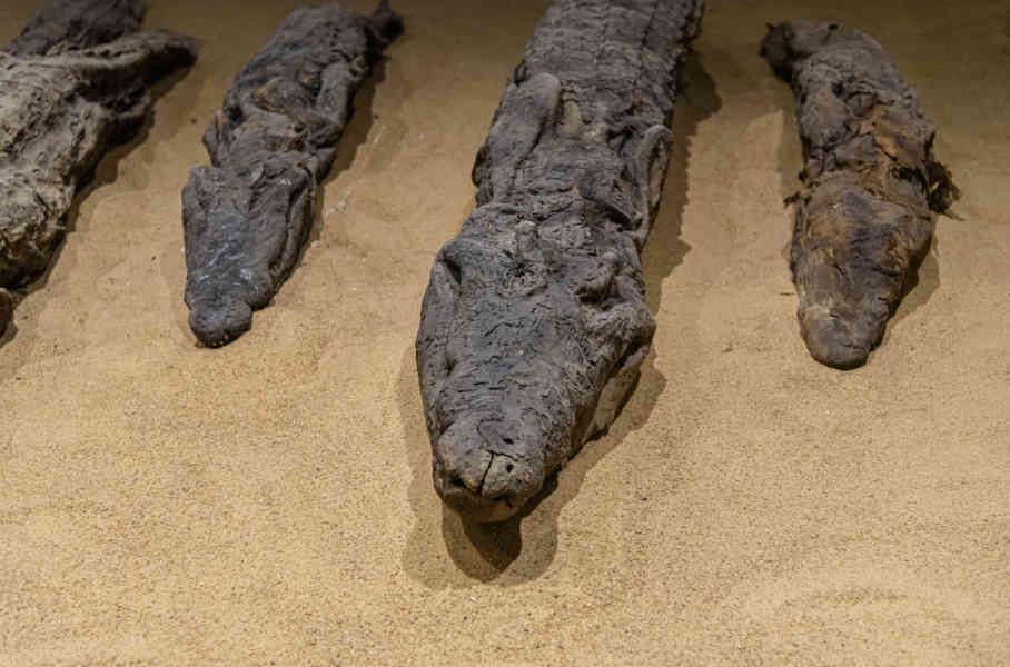 Egipto 308 - Templo de Kom Ombo - museo - Cocodrilos momificados.jpg